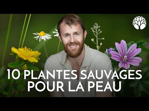 10 plantes sauvages pour soulager les problèmes de peau
