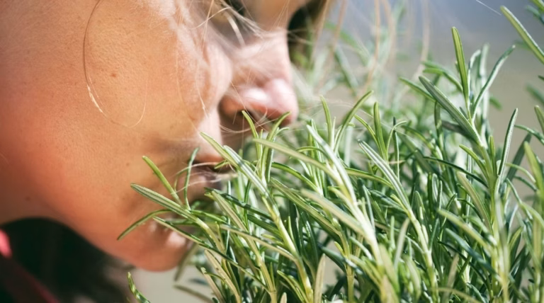 Découvrez l’herbe aromatique qui combat l’inflammation, régule la glycémie et apaise l’anxiété