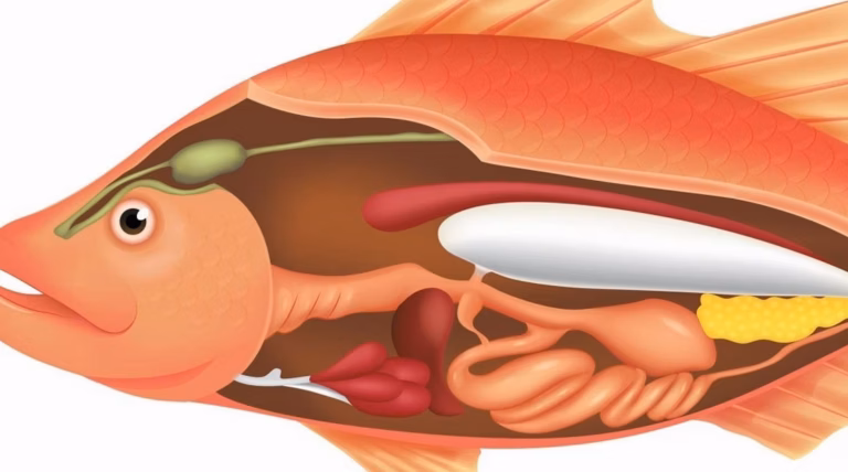 Néphrectomie : l&rsquo;intervention expliquée et détaillée