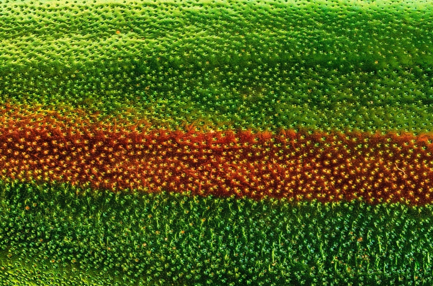 Spiruline: Propriétés Nutritionnelles et Bienfaits Santé